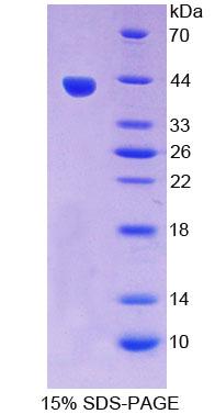 Figure 1. SDS-PAGE