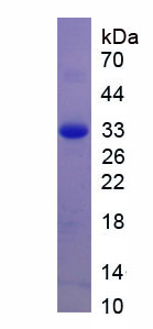 Figure 1. SDS-PAGE