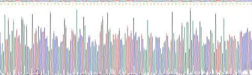 Recombinant Human Chloride Intracellular Channel Protein 1 (CLIC1)