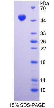 Figure 1. SDS-PAGE