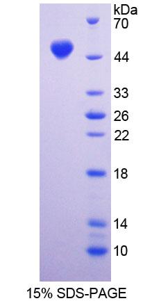 Figure 1. SDS-PAGE
