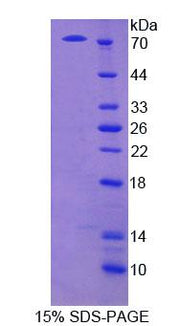 Figure 1. SDS-PAGE
