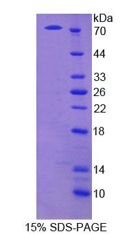 Figure 1. SDS-PAGE