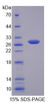 Figure 1. SDS-PAGE