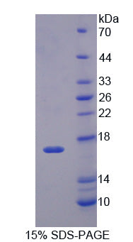 Figure 1. SDS-PAGE