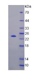 Figure 2. SDS-PAGE