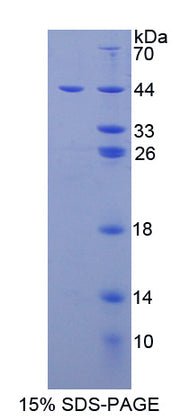 Figure 1. SDS-PAGE