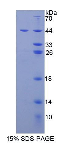 Figure 1. SDS-PAGE