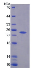 Figure 2. SDS-PAGE