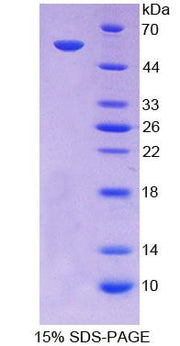Figure 1. SDS-PAGE