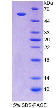Figure 1. SDS-PAGE