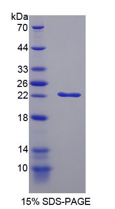 Figure 1. SDS-PAGE