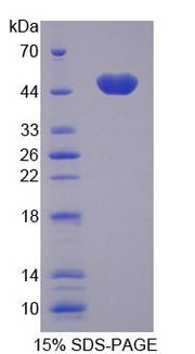 Figure 1. SDS-PAGE