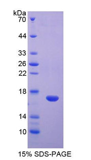 Figure 1. SDS-PAGE
