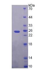 Figure 2. SDS-PAGE