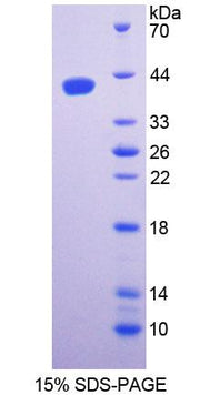 Figure 1. SDS-PAGE