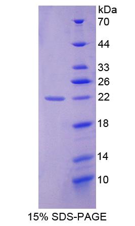 Figure 1. SDS-PAGE