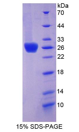 Figure 1. SDS-PAGE