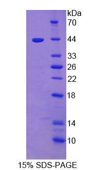 Figure 1. SDS-PAGE