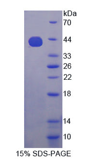 Figure 1. SDS-PAGE