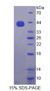 Figure 1. SDS-PAGE