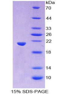 Figure 1. SDS-PAGE
