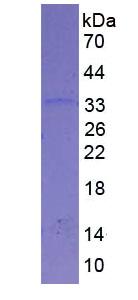 Figure 3. SDS-PAGE