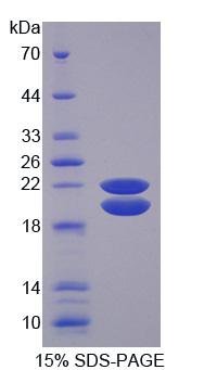 Figure 1. SDS-PAGE