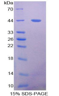 Figure 1. SDS-PAGE