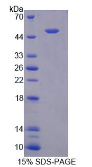 Figure 1. SDS-PAGE