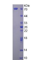 Figure 3. SDS-PAGE