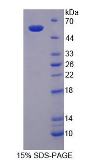 Figure 1. SDS-PAGE