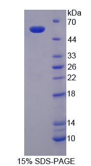 Figure 1. SDS-PAGE