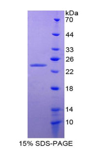 Figure 2. SDS-PAGE