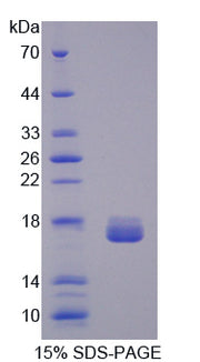 Figure 1. SDS-PAGE