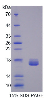 Figure 1. SDS-PAGE