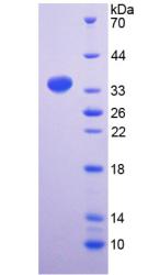 Figure 2. SDS-PAGE