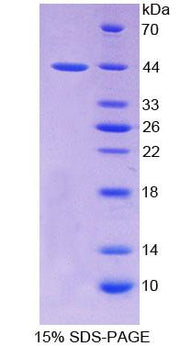 Figure 1. SDS-PAGE