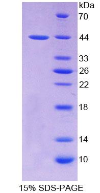 Figure 1. SDS-PAGE