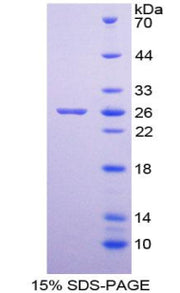 Figure 1. SDS-PAGE