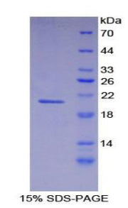 Figure 1. SDS-PAGE
