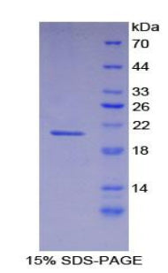 Figure 1. SDS-PAGE