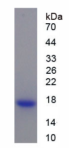 Figure 1. SDS-PAGE