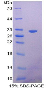 Figure 1. SDS-PAGE