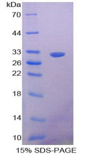 Figure 1. SDS-PAGE