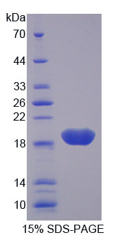 Figure 1. SDS-PAGE