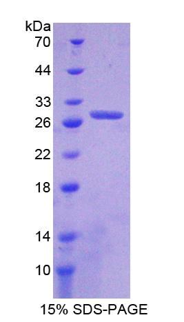Figure 1. SDS-PAGE