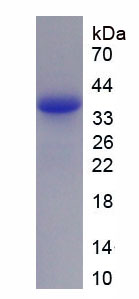 Figure 1. SDS-PAGE