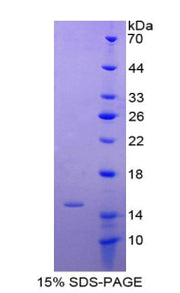 Figure 1. SDS-PAGE