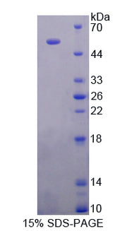 Figure 1. SDS-PAGE